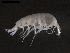  (Hyperiopsidae - DSB_3777)  @11 [ ] CreativeCommons  Attribution Non-Commercial Share-Alike (2019) Unspecified German Center for Marine Biodiversity Research