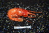  (Stylodactylidae - DSB_4668)  @11 [ ] CreativeCommons - Attribution Share-Alike (2022) Unspecified National Oceanography Center, Southampton