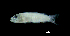 (Pseudochromis cf. fuscus - G1A-250417-8A)  @11 [ ] Copyright (2017) Manh Hung Pham University of Science, VNUHCMUS