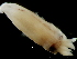  ( - Onychoteuthis 1_G21NFS)  @12 [ ] CreativeCommons - Attribution Non-Commercial Share-Alike (2011) Alvaro Roura Instituto de Investigaciones Marinas