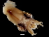  (Pyroteuthis margaritifera - Pyroteuthis margaritifera_G5DFP)  @14 [ ] CreativeCommons - Attribution Non-Commercial Share-Alike (2011) Alvaro Roura Instituto de Investigaciones Marinas