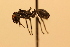  (Cephalotes serraticeps - MEPN_28218a)  @11 [ ] CreativeCommons - Attribution (2014) Adrian Troya MEPN