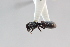  (Cephalotes pallidus - MEPN_28456)  @12 [ ] CreativeCommons - Attribution (2014) Adrian Troya MEPN