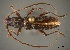  (Anopliomorpha reticolle - CER-065)  @14 [ ] Unspecified (default): All Rights Reserved  Unspecified Unspecified