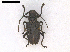  (Aethalodes verrucosus - AR0001)  @11 [ ] CreativeCommons  Attribution Non-Commercial Share-Alike (2019) Carlos Lopez Vaamonde Institut National de la Recherche Agronomique, Zoologie Forestiere