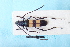  (Polyzonus fasciatus - CLV7735)  @11 [ ] CreativeCommons  Attribution Non-Commercial Share-Alike (2019) Carlos Lopez Vaamonde Institut National de la Recherche Agronomique, Zoologie Forestiere