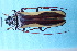  (Macrambyx suturalis - CLV7847)  @11 [ ] CreativeCommons  Attribution Non-Commercial Share-Alike (2019) Carlos Lopez Vaamonde Institut National de la Recherche Agronomique, Zoologie Forestiere