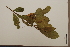 (Elaeocarpus bancroftii - CNS_CC_6076_D5)  @11 [ ] Copyright (2010) Australia Tropical Herbarium CSIRO, Queensland Government and James Cook University