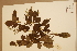  (Polyosma hirsuta - CNS_CC_6075_C10)  @11 [ ] Copyright (2010) Australia Tropical Herbarium CSIRO, Queensland Government and James Cook University