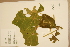  (Endospermum myrmecophilum - CNS_CC_x02_A8)  @11 [ ] Copyright (2010) Australia Tropical Herbarium CSIRO, Queensland Government and James Cook University