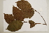  (Endiandra leptodendron - CNS_CC_6075_G11)  @11 [ ] Copyright (2010) Australia Tropical Herbarium CSIRO, Queensland Government and James Cook University