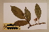  (Stenocarpus - CNS_CC_6075_G10)  @11 [ ] Copyright (2010) Australia Tropical Herbarium CSIRO, Queensland Government and James Cook University