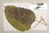  (Faradaya splendida - CNS_CC_6079_G3)  @11 [ ] Copyright (2010) Australia Tropical Herbarium CSIRO, Queensland Government and James Cook University