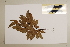 (Cryptocarya corrugata - CNS_CC_6076_A10)  @11 [ ] Copyright (2010) Australia Tropical Herbarium CSIRO, Queensland Government and James Cook University