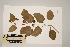  (Marsdenia pleiadenia - CNS_CC_R_B10)  @11 [ ] Copyright (2010) Australia Tropical Herbarium CSIRO, Queensland Government and James Cook University