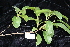  ( - CNS_CC_R_F1)  @11 [ ] Copyright (2010) Australian Tropical Herbarium CSIRO, Queensland Government and James Cook University