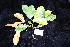  ( - CNS_CC_R_B2)  @11 [ ] Copyright (2010) Australian Tropical Herbarium CSIRO, Queensland Government and James Cook University