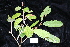  ( - CNS_CC_R_C2)  @11 [ ] Copyright (2010) Australian Tropical Herbarium CSIRO, Queensland Government and James Cook University