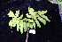  (Davidsonia pruriens - CNS_CC_R_D2)  @11 [ ] Copyright (2010) Australian Tropical Herbarium CSIRO, Queensland Government and James Cook University