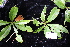  (Xanthostemon - CNS_CC_R_E2)  @11 [ ] Copyright (2010) Australian Tropical Herbarium CSIRO, Queensland Government and James Cook University