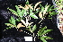  ( - CNS_CC_R_F2)  @11 [ ] Copyright (2010) Australian Tropical Herbarium CSIRO, Queensland Government and James Cook University