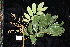  ( - CNS_CC_R_B3)  @11 [ ] Copyright (2010) Australian Tropical Herbarium CSIRO, Queensland Government and James Cook University