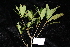  ( - CNS_CC_R_D3)  @11 [ ] Copyright (2010) Australian Tropical Herbarium CSIRO, Queensland Government and James Cook University