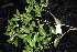  ( - CNS_CC_R_E3)  @11 [ ] Copyright (2010) Australian Tropical Herbarium CSIRO, Queensland Government and James Cook University