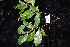  ( - CNS_CC_R_A4)  @11 [ ] Copyright (2010) Australian Tropical Herbarium CSIRO, Queensland Government and James Cook University
