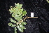  (Diploglottis diphyllostegia - CNS_CC_R_B4)  @12 [ ] Copyright (2010) Australian Tropical Herbarium CSIRO, Queensland Government and James Cook University