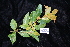  (Endiandra longipedicellata - CNS_CC_R_G4)  @11 [ ] Copyright (2010) Australian Tropical Herbarium CSIRO, Queensland Government and James Cook University