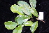  ( - CNS_CC_R_C5)  @11 [ ] Copyright (2010) Australia Tropical Herbarium CSIRO, Queensland Government and James Cook University