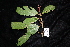  (Cryptocarya mackinnoniana - CNS_CC_R_G5)  @11 [ ] Copyright (2010) Australia Tropical Herbarium CSIRO, Queensland Government and James Cook University