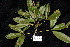  (Argyrodendron trifoliolatum - CNS_CC_R_B6)  @11 [ ] Copyright (2010) Australia Tropical Herbarium CSIRO, Queensland Government and James Cook University