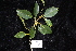  ( - CNS_CC_R_D6)  @11 [ ] Copyright (2010) Australia Tropical Herbarium CSIRO, Queensland Government and James Cook University