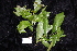  ( - CNS_CC_R_A7)  @11 [ ] Copyright (2010) Australia Tropical Herbarium CSIRO, Queensland Government and James Cook University