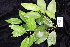  (Stockwellia - CNS_CC_R_B7)  @11 [ ] Copyright (2010) Australia Tropical Herbarium CSIRO, Queensland Government and James Cook University