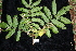  ( - CNS_CC_R_B8)  @11 [ ] Copyright (2010) Australia Tropical Herbarium CSIRO, Queensland Government and James Cook University