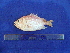  (Ostichthys japonicus - SA8JZ031)  @13 [ ] Unspecified (default): All Rights Reserved  Unspecified Unspecified