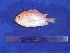  (Ostichthys japonicus - SA8JZ033)  @13 [ ] Unspecified (default): All Rights Reserved  Unspecified Unspecified