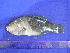  (Hemigymnus melapterus - SA8JZ113)  @14 [ ] Unspecified (default): All Rights Reserved  Unspecified Unspecified