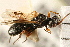  (Schizoprymnus pallidipennis - CGTURK-0009)  @11 [ ] CreativeCommons - Attribution (2008) Unspecified Centre for Biodiversity Genomics