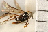  (Agathis fulmeki - CGTURK-0012)  @11 [ ] CreativeCommons - Attribution (2008) Unspecified Centre for Biodiversity Genomics