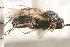  (Schizoprymnus bidentulus - CGTURK-0057)  @13 [ ] CreativeCommons - Attribution (2008) Unspecified Centre for Biodiversity Genomics