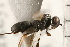  (Schizoprymnus longiseta - CGTURK-0063)  @11 [ ] CreativeCommons - Attribution (2008) Unspecified Centre for Biodiversity Genomics