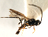  (Chorebus rondanii - CGTURK-0628)  @12 [ ] CreativeCommons - Attribution (2009) Unspecified Centre for Biodiversity Genomics