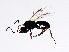  (Schizoprymnus obscrus - CGTURK-1269)  @12 [ ] CreativeCommons - Attribution (2009) Unspecified Centre for Biodiversity Genomics