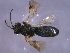  (Chelonus sternalis - CGTURK-1522)  @13 [ ] CreativeCommons - Attribution (2009) Unspecified Centre for Biodiversity Genomics