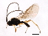  (Chorebus fallaciosae - CGTURK-1667)  @13 [ ] CreativeCommons - Attribution (2009) Unspecified Centre for Biodiversity Genomics