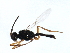  (Chorebus longicornis - CGTURK-1778)  @14 [ ] CreativeCommons - Attribution (2009) Unspecified Centre for Biodiversity Genomics